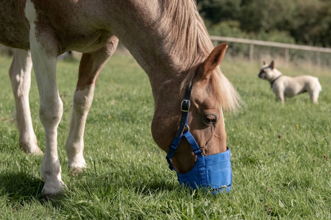 Anti-graas masker - Pony-333882