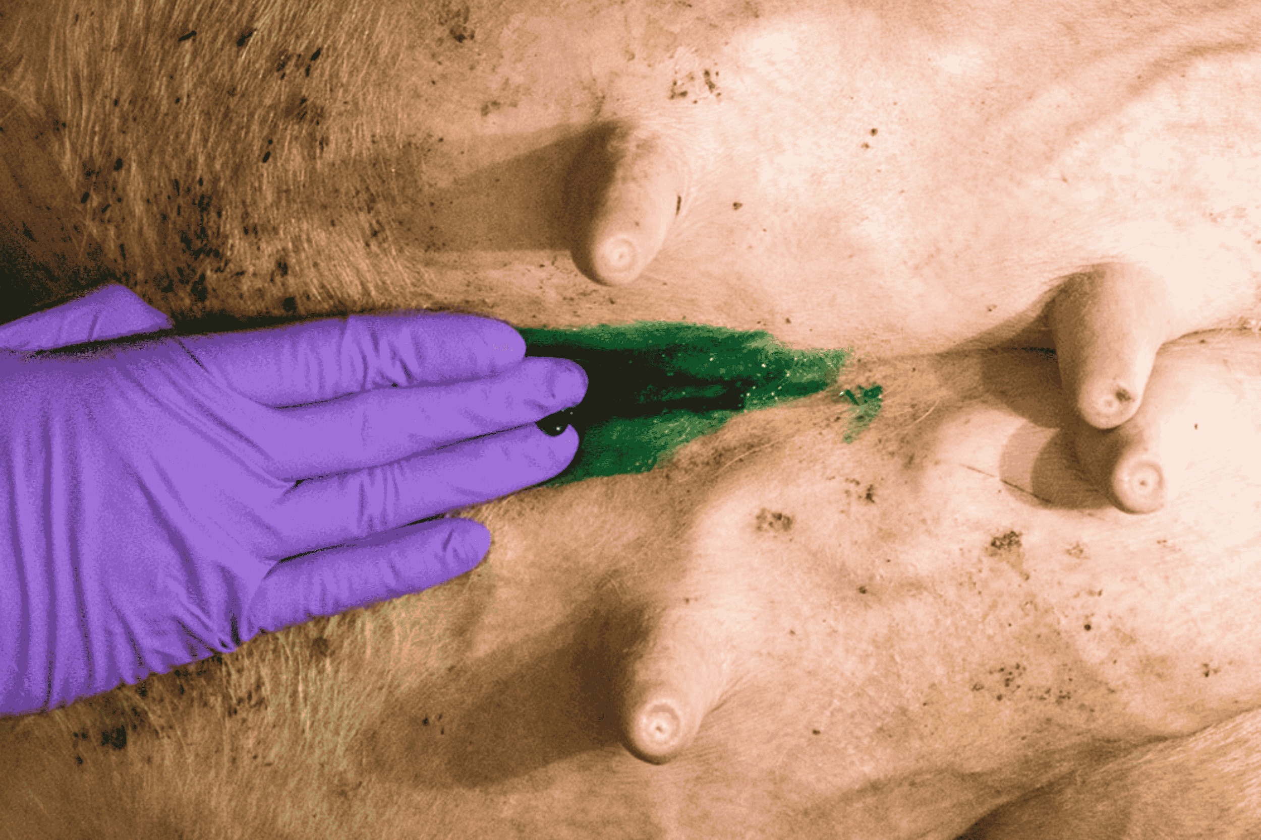 Ambugreen Gel - Afbeelding 2